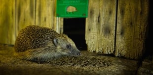 Helping Hedgehogs across Mid Devon 
