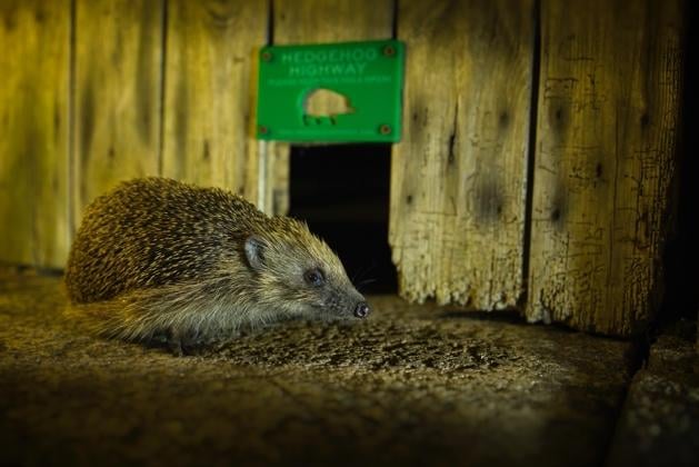 Helping Hedgehogs across Mid Devon 
