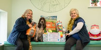 Crediton veterinary practice bringing Christmas cheer to pets in need
