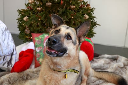 Dogs Trust delivers Christmas hope to homeless people across Devon 
