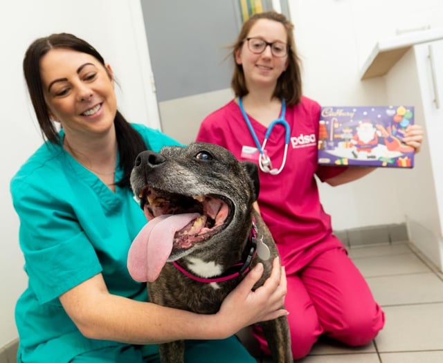 Choc shock as curious canine eats Christmas chocolate selection box
