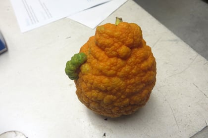 An odd shaped Seville orange
