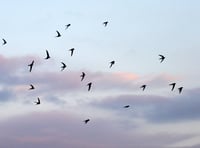 Full house for talk about Crediton’s Amazing Swifts!
