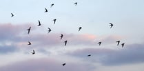 Reader’s Letter: Sustainable Crediton’s Amazing Swifts
