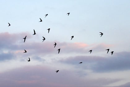 Reader’s Letter: Sustainable Crediton’s Amazing Swifts
