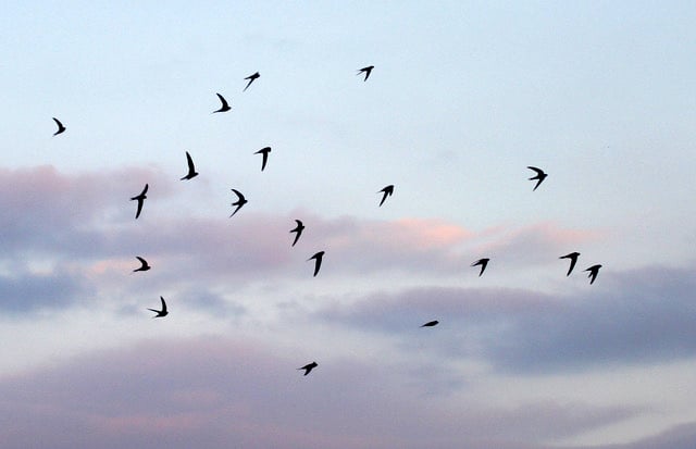 Reader’s Letter: Sustainable Crediton’s Amazing Swifts
