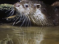 Talk on Otters in Crediton
