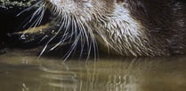 Talk on Otters in Crediton
