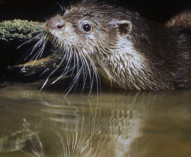 Talk on Otters in Crediton
