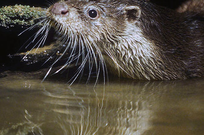 Wild otter on a Devon stream ©Andrew Cooper