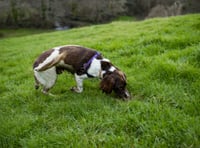 Thumbs-up for secure dog-walking field