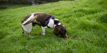 Thumbs-up for secure dog-walking field