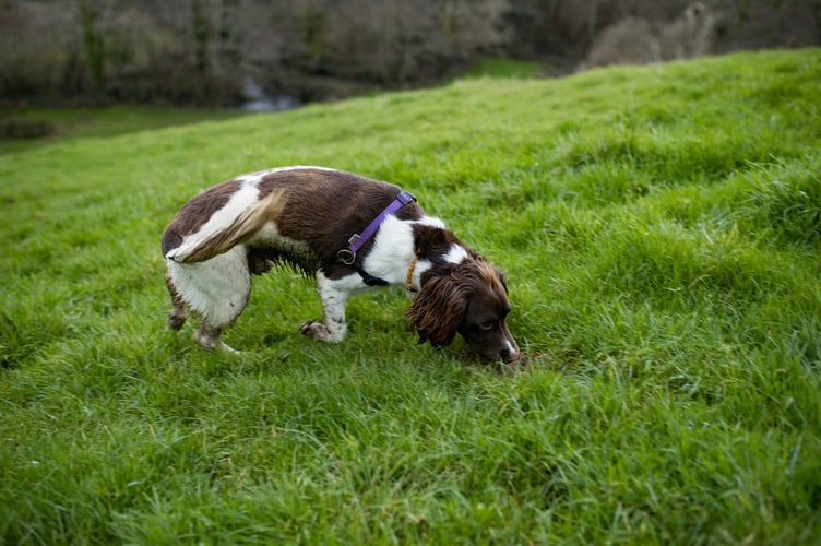 Dog in field