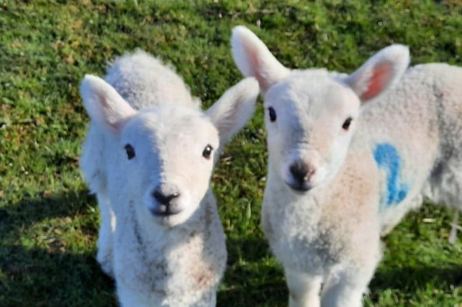 Twin lambs born a few weeks ago Westcott Mead Exford
