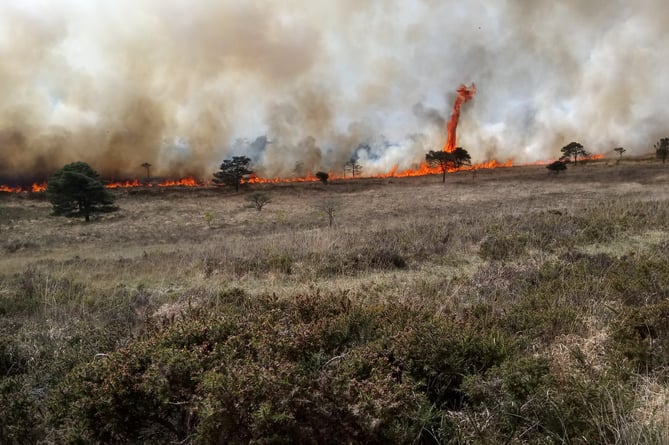 2018 Dartmoor Wildfire Tree Catching Fire - Devon & Somerset Fire and Rescue Service