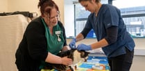 Devon microchipping see 170 cats chipped to comply with new law
