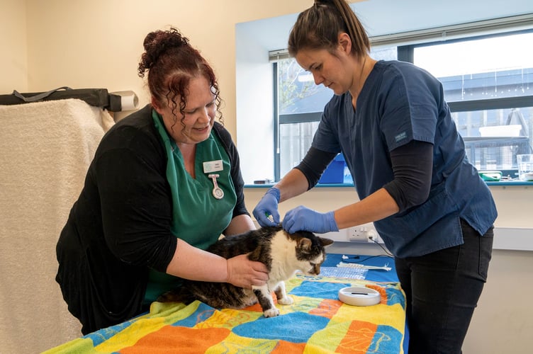 Vet Lizzy Linney and head veterinary nurse Shelly Jefferies from Jonathan Wood Vets microchipping a cat.