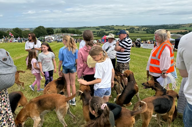 Eggesford Foxhounds were admired in the main ring.  AQ 6367
