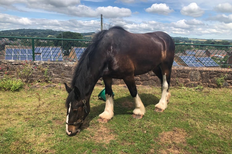 Brindley, the horse which towed the barge for Colebrooke WI’s trip on Tiverton canal.
