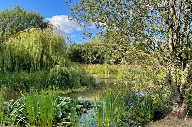 The pond in the field at Efford House, Crediton.