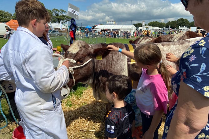 Meeting the cattle at the 2023 Okehampton Show