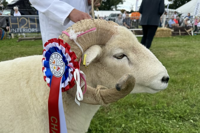 A Champion sheep at the Mid Devon Show.  AQ 8578