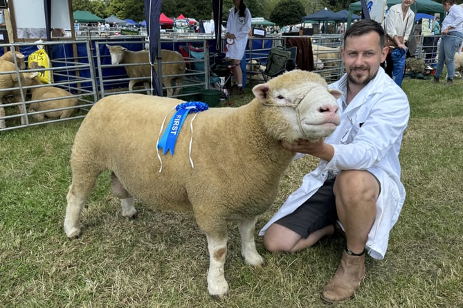 Julian Rice of Essington Farm, North Tawton, took many top prizes with his Essington Pedigree Poll Dorsets, pictured with 22-months-old Shearling ram, Essington Formidable which previously took Champion Dorset at the Launceston Show.  AQ 8509