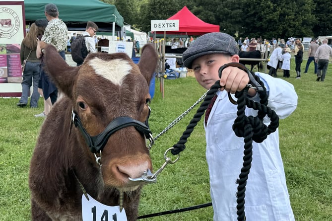 Ethan Johnson-Smith (9) of Jacobstow, near Bude, was a winner in a young handler class with his beef Shorthorn named Vault.  AQ 8475