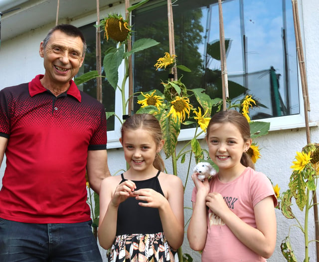 Local man’s sunflowers delight twin granddaughters