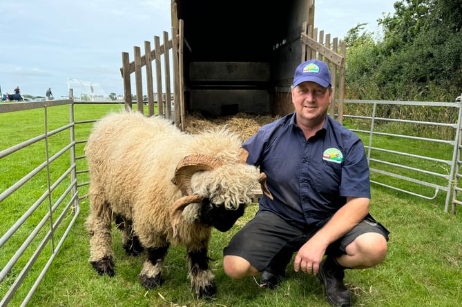 Kevin Cozens from Lindfield, Morchard Road, with his Valais Blacknose sheep, Vinnie.  AQ 9030
