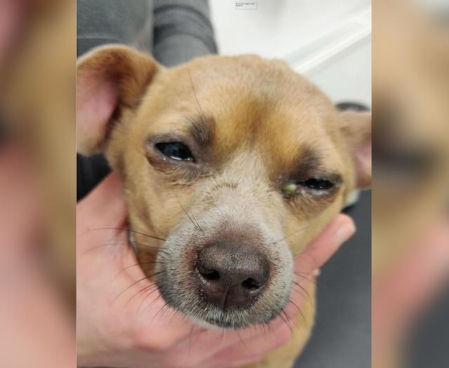 Dog cruelty on rise in Devon