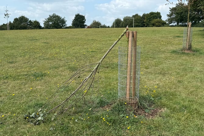 The tree which has been broken in Beacon Park, Crediton.  AQ 1755