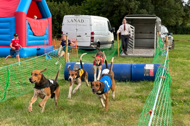 Hounds during one of the races. AQ 1598