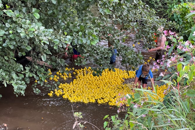 Yellow ducks floating down the river during the duck race.  AQ 1617
