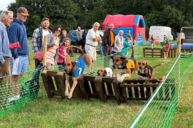 Hounds during one of the races. AQ 1607