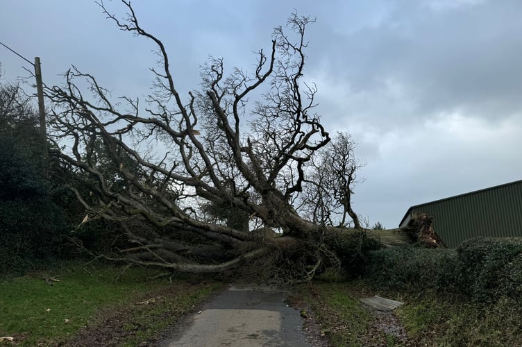 The large tree which has come down across Birch Lane, near East Leigh, Coldridge.
