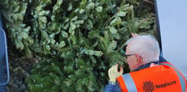 Recycle your Christmas tree and raise money for Hospiscare