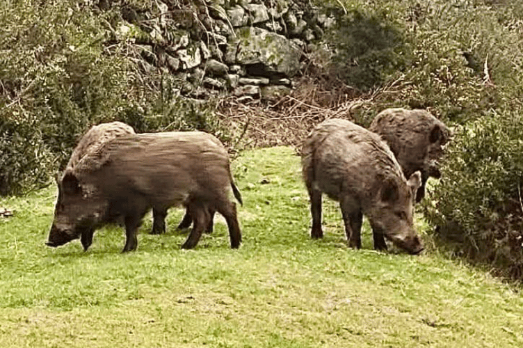 The video, shared to Bespoke Engaging Education Services’ (BEES) Facebook page, shows a herd of six boar.